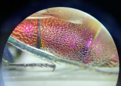 Chrysis subcoriacea